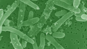 Ultraculture | Creating Gasoline With Bacteria