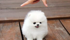 Ultraculture | I Am Tiny Dog, Destroyer of the Internet