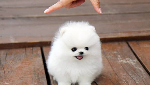 Ultraculture | I Am Tiny Dog, Destroyer of the Internet