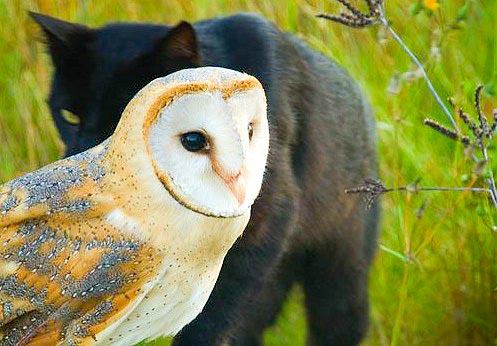 Cat and Owl
