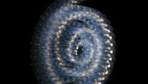 Sea Salp