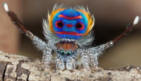 Peacock Spider