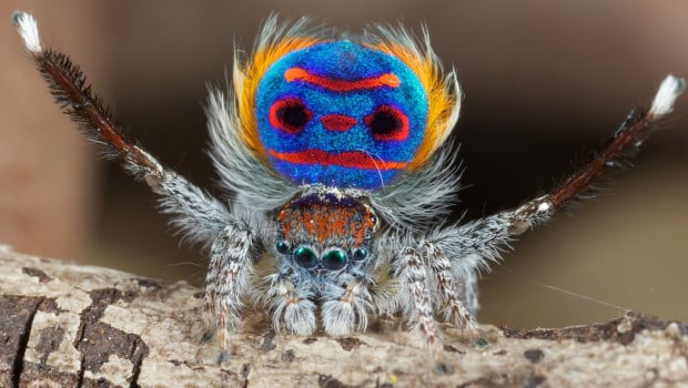 Peacock Spider