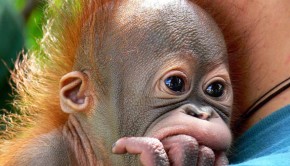 Ultraculture | Palm Oil and Orangutans