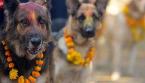 Ultraculture | Tihar Festival