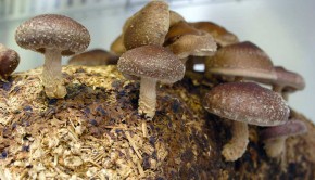 Ultraculture | Shroombox
