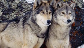 Ultraculture | Gray Wolves