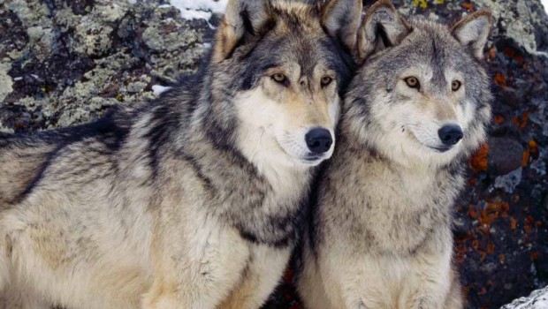 Ultraculture | Gray Wolves