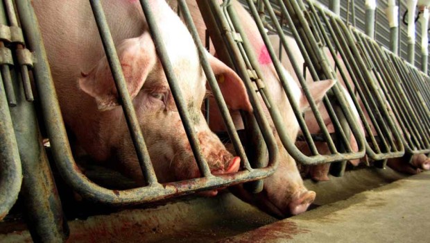 Ultraculture | Factory Farms