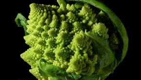 Chaos Magick Fractal Broccoli