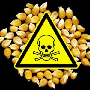 GMO Corn, Monsanto Protection Act