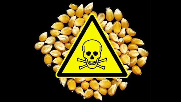 GMO Corn, Monsanto Protection Act
