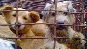 Dogs in Cages in China, On Way to Becoming Meat