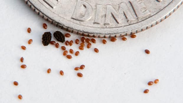 Monsanto Crushes Seed Freedom