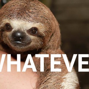 Baby Sloth Doesn't Care