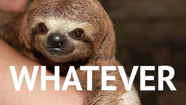 Baby Sloth Doesn't Care