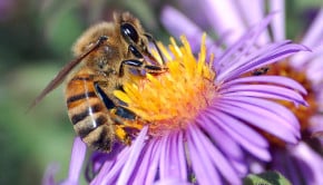 The Bees Are Dying, Thanks to High Fructose Corn Syrup
