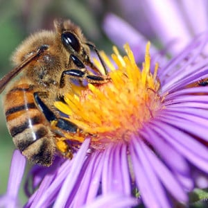 The Bees Are Dying, Thanks to High Fructose Corn Syrup