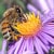 The Bees Are Dying, Thanks to High Fructose Corn Syrup