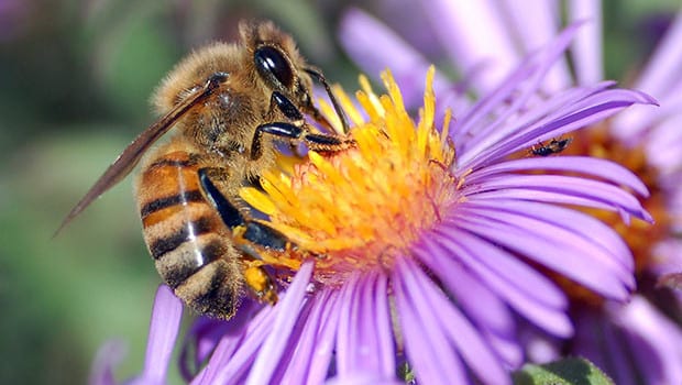 The Bees Are Dying, Thanks to High Fructose Corn Syrup