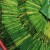 Paan, Betel Nut