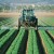 Man Spraying Monsanto's Roundup Herbicide (Glyphosate)