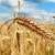 Monsanto GMO Wheat